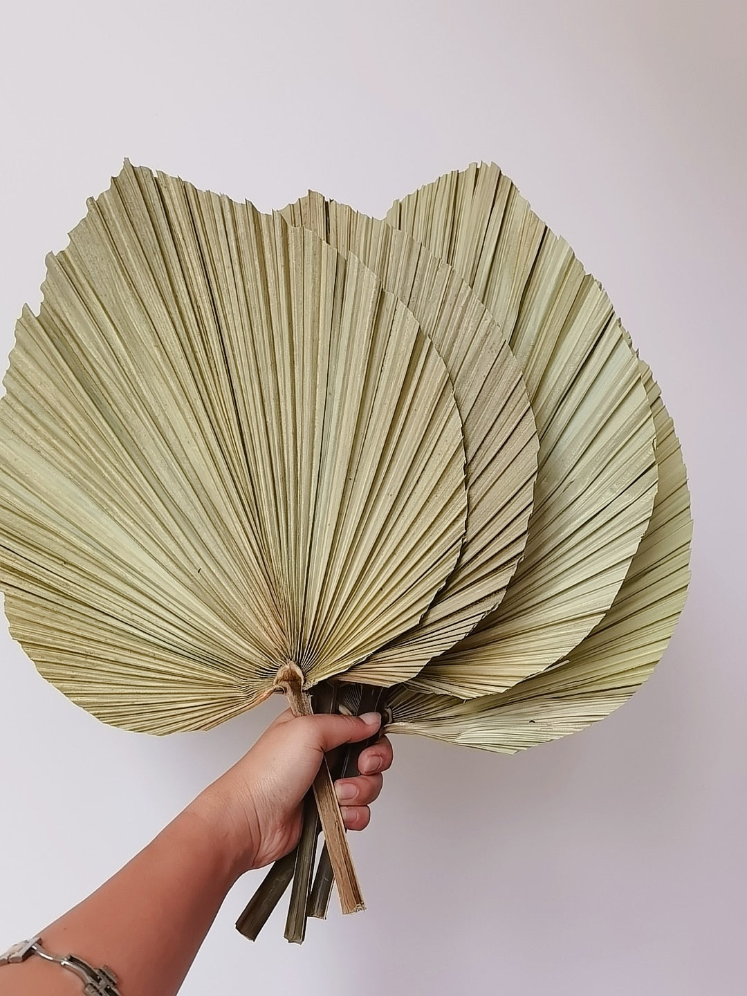 20 x 40CM / 1PCS Dried Natural Palm Leaves