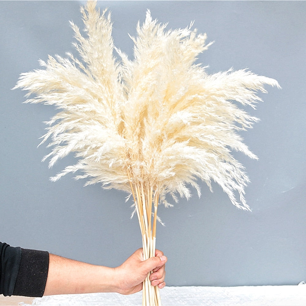 55-60cm Natural Dried Flower Pampas Grass