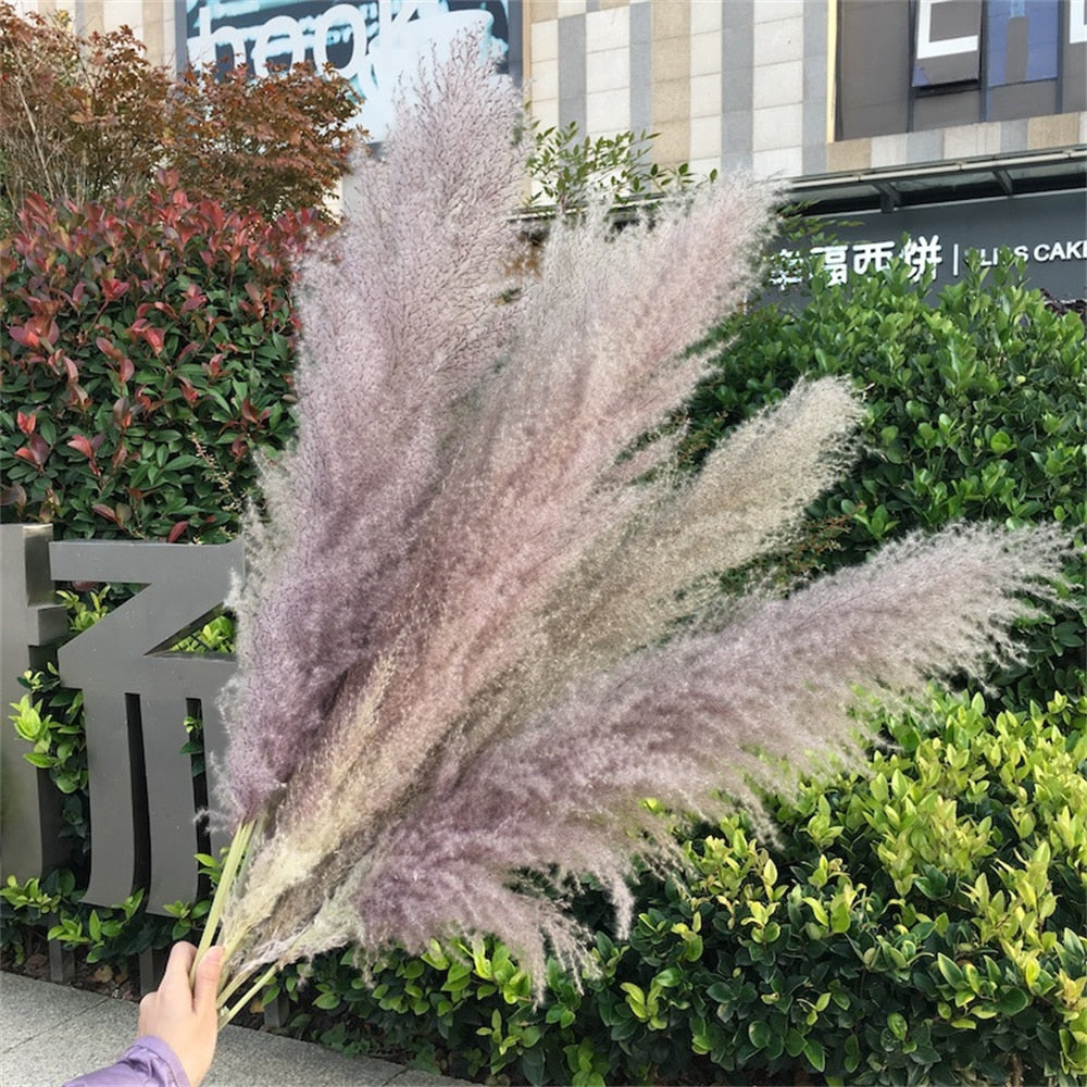 55-60cm Natural Dried Flower Pampas Grass