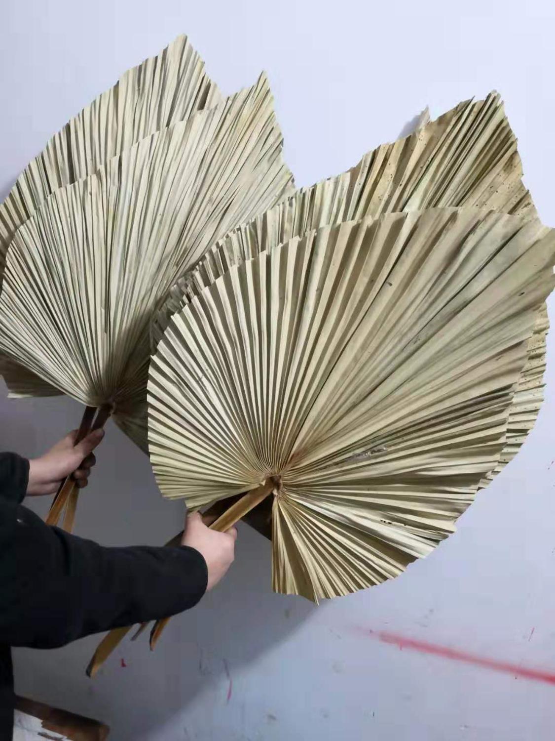 20 x 40CM / 1PCS Dried Natural Palm Leaves