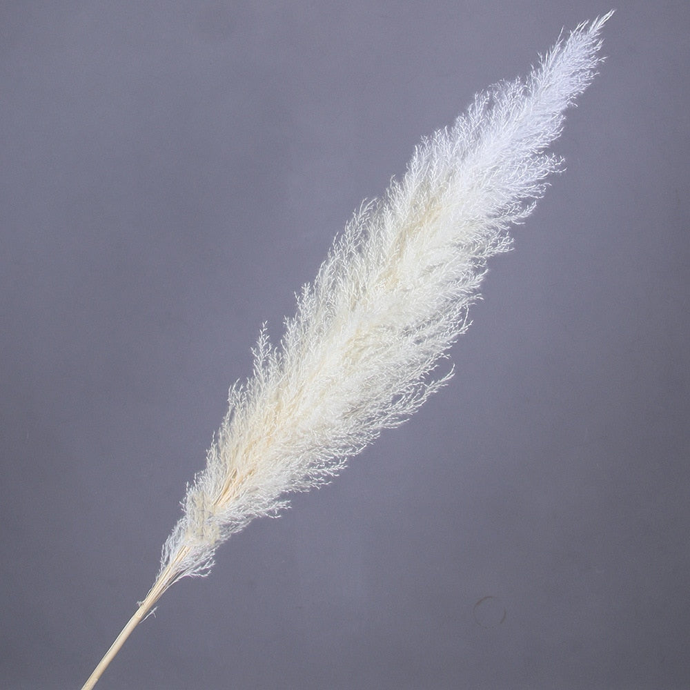 55-60cm Natural Dried Flower Pampas Grass