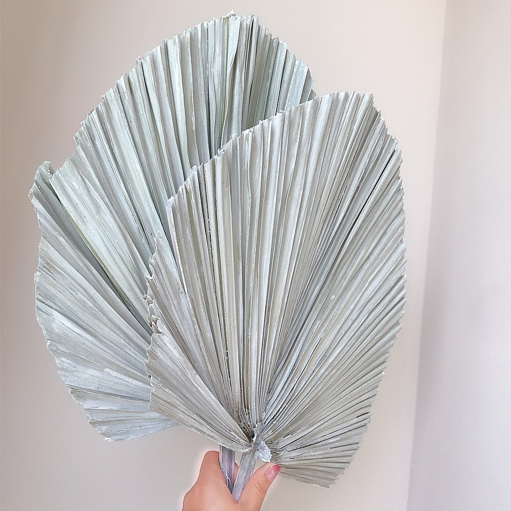 20 x 40CM / 1PCS Dried Natural Palm Leaves