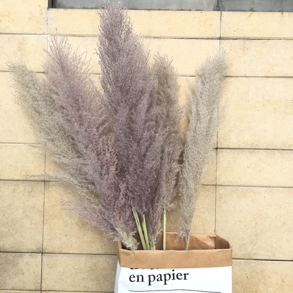 55-60cm Natural Dried Flower Pampas Grass