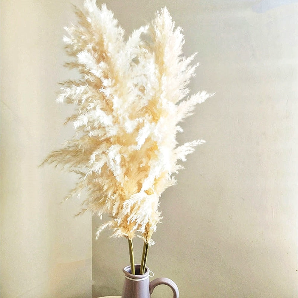 55-60cm Natural Dried Flower Pampas Grass