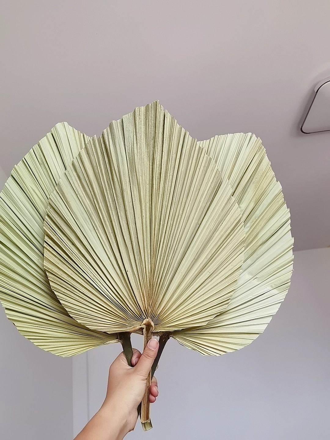 20 x 40CM / 1PCS Dried Natural Palm Leaves