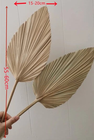 20 x 40CM / 1PCS Dried Natural Palm Leaves