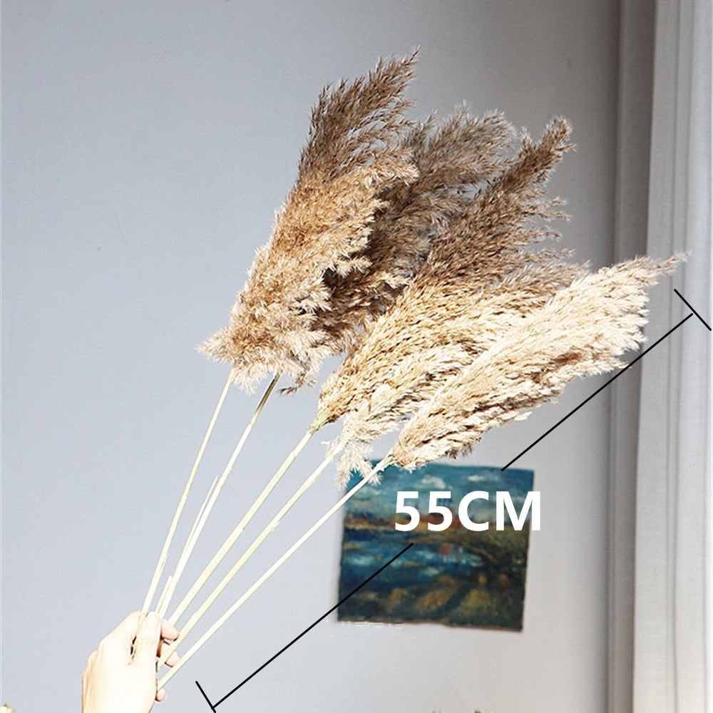 55-60cm Natural Dried Flower Pampas Grass